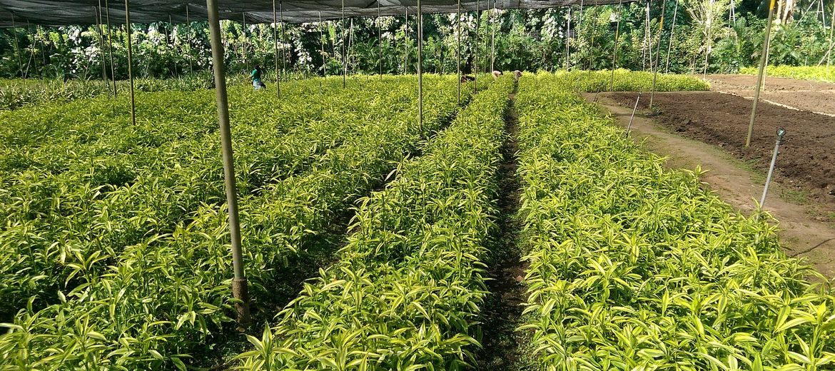 Dracaena sanderiana GOLD