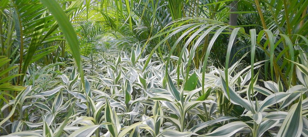 Intercropping versus Monocultures