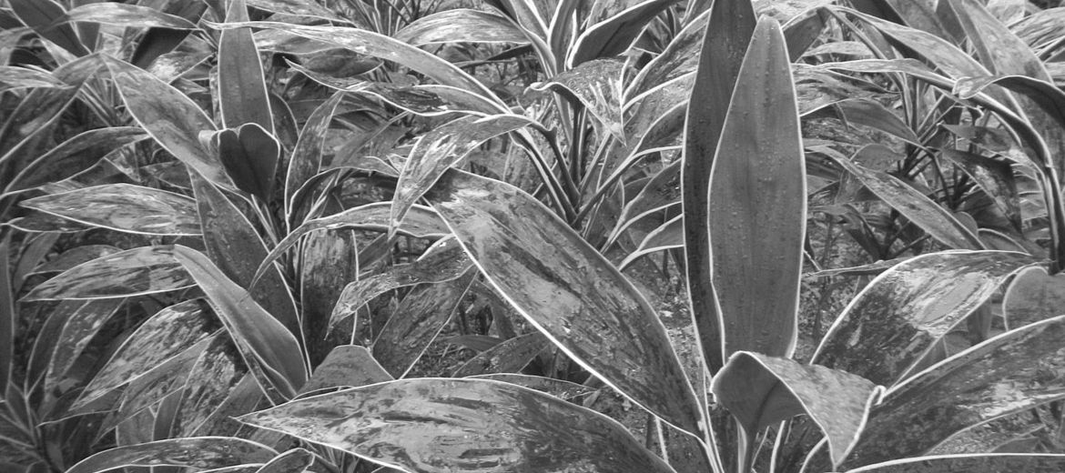 New Product Development