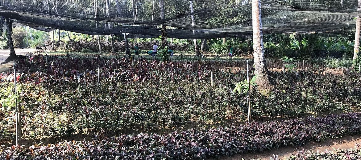 Cordyline fruticosa PURPLE COMPACTA