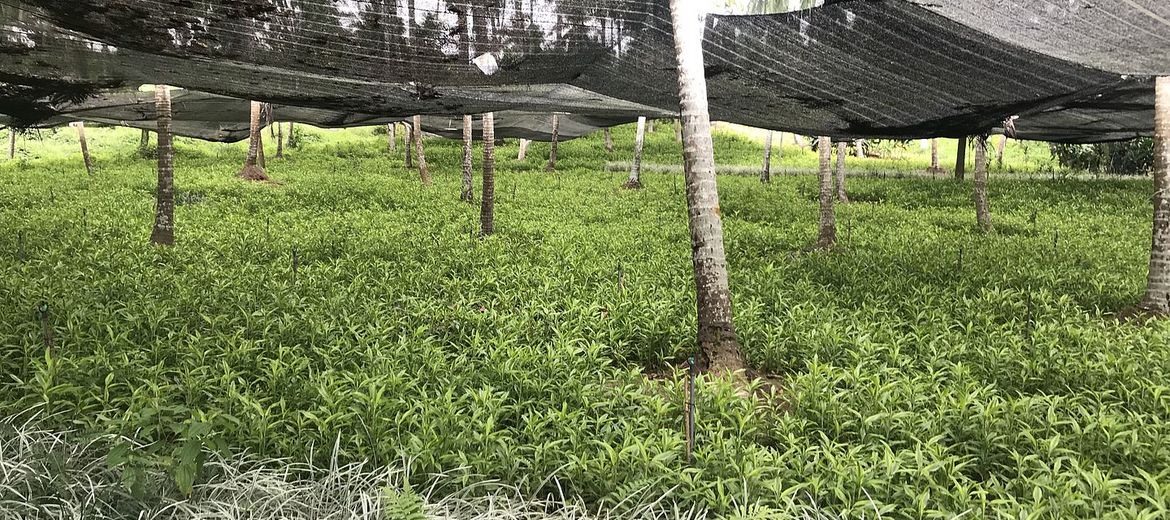 Dracaena sanderiana GOLD