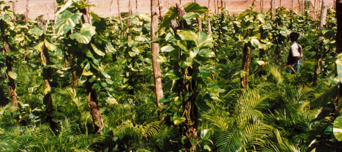 Intercropping