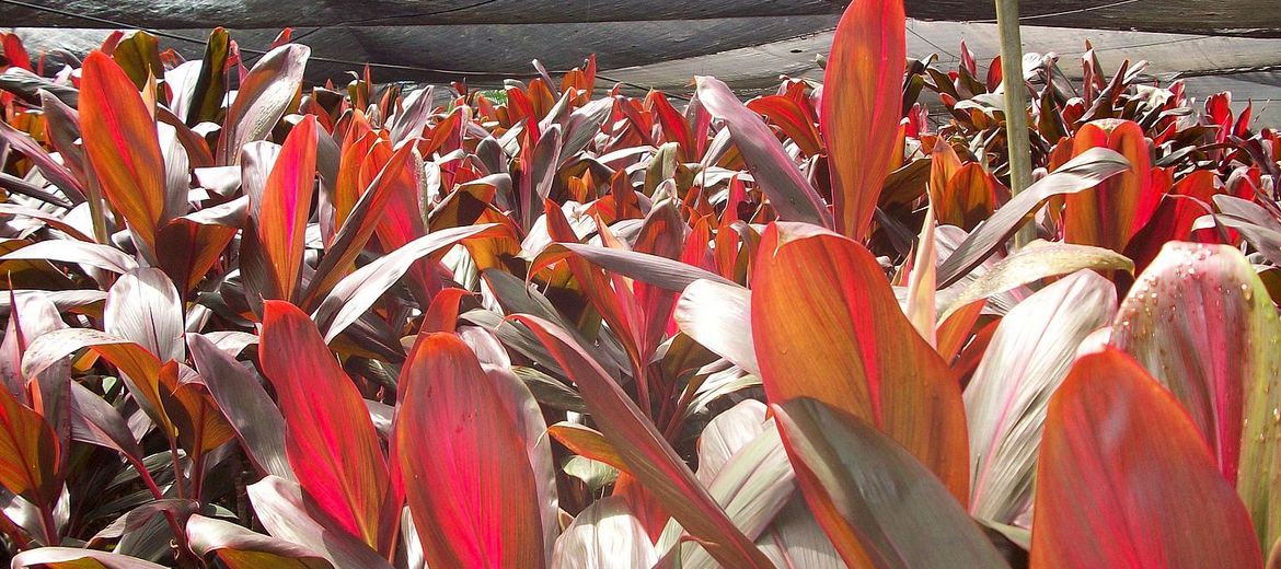 Cordyline fruticosa BABY TIE RED