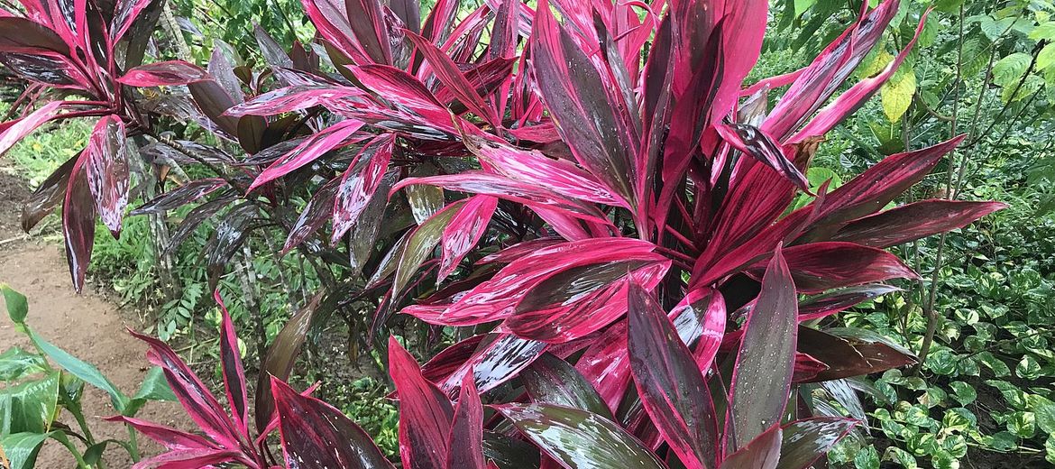 Cordyline fruticosa BABY TIE